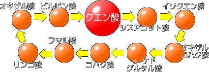 クエン酸サイクル（イメージ図）