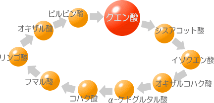 クエン酸サイクル・イメージアニメーション